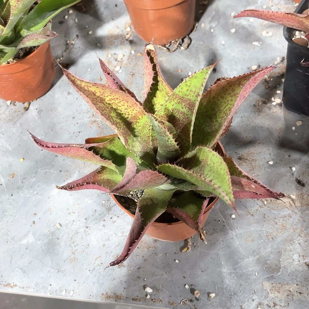 荔*盐龙舌兰疯狂翘发瑕疵福利20