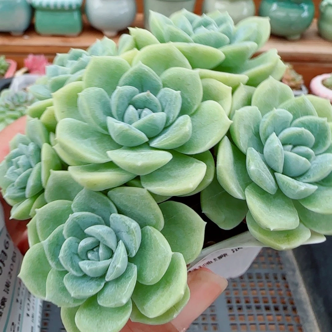 花语逸镜1006-425溏心