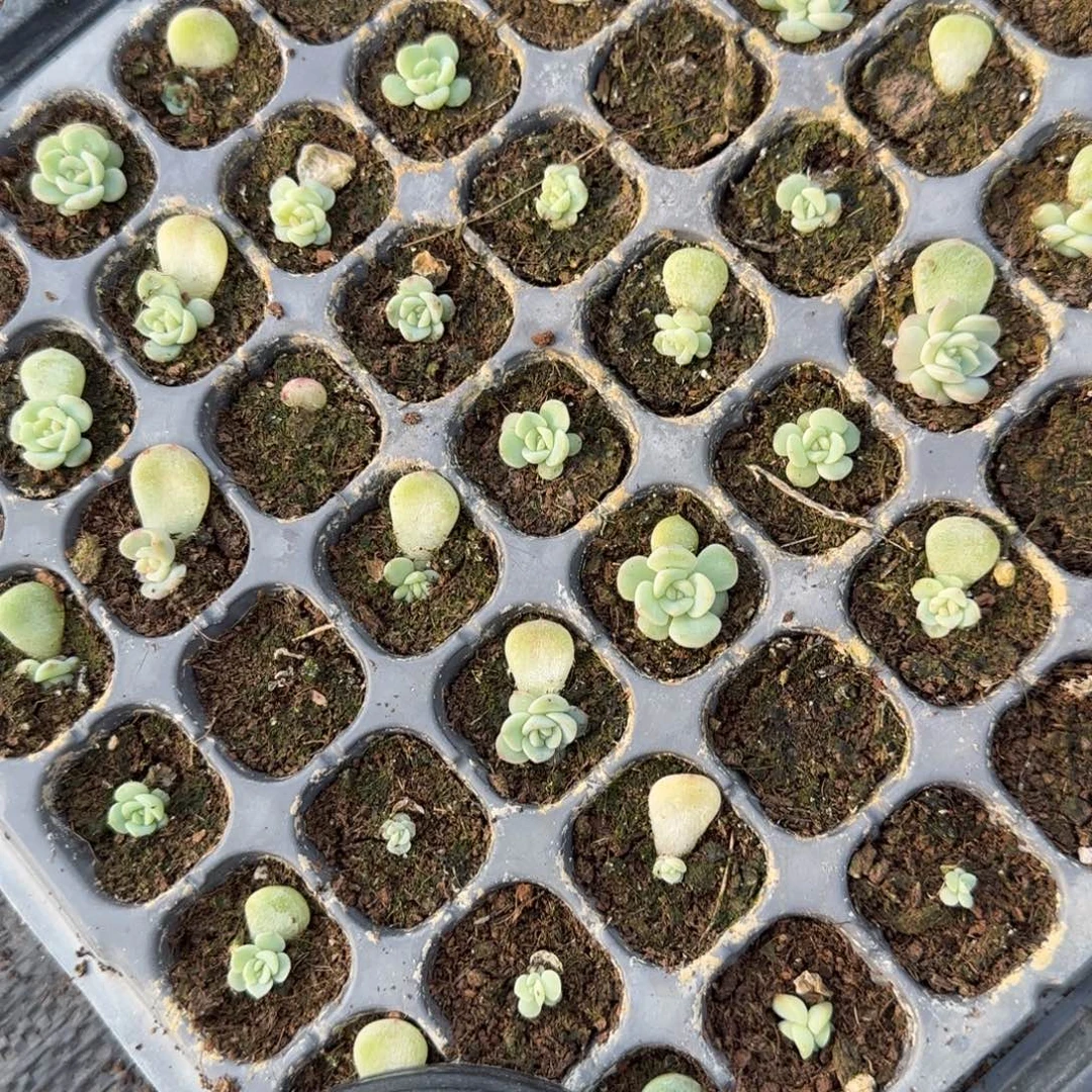 P66 穴一个满25包邮