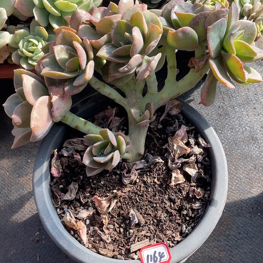 1164贺氏 一物一拍多肉