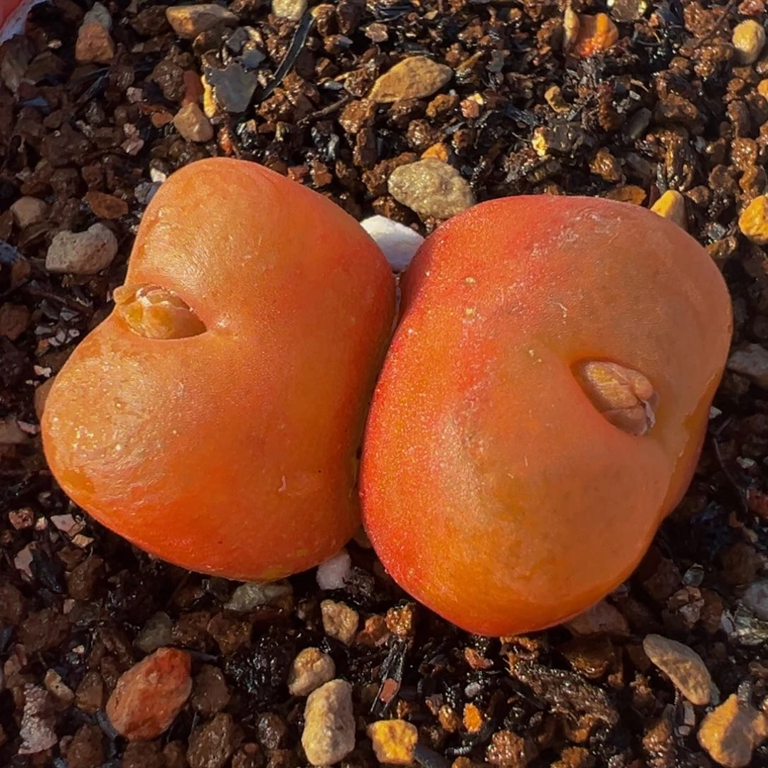 水蜜桃多肉植物盆栽栽培