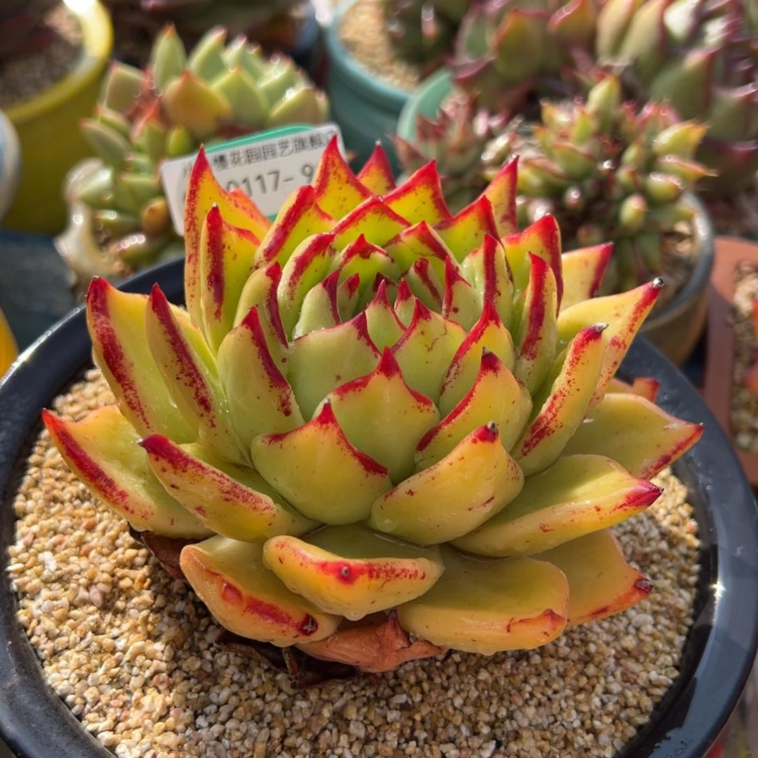 从前慢多肉精选编号0117.91