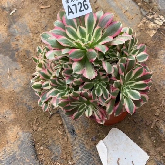 726布加迪不包断枝