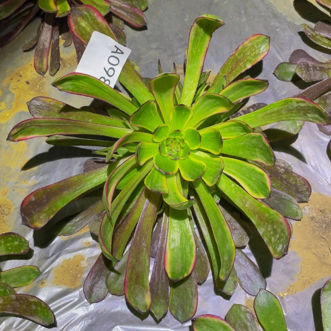 黑暗女神多肉植物098