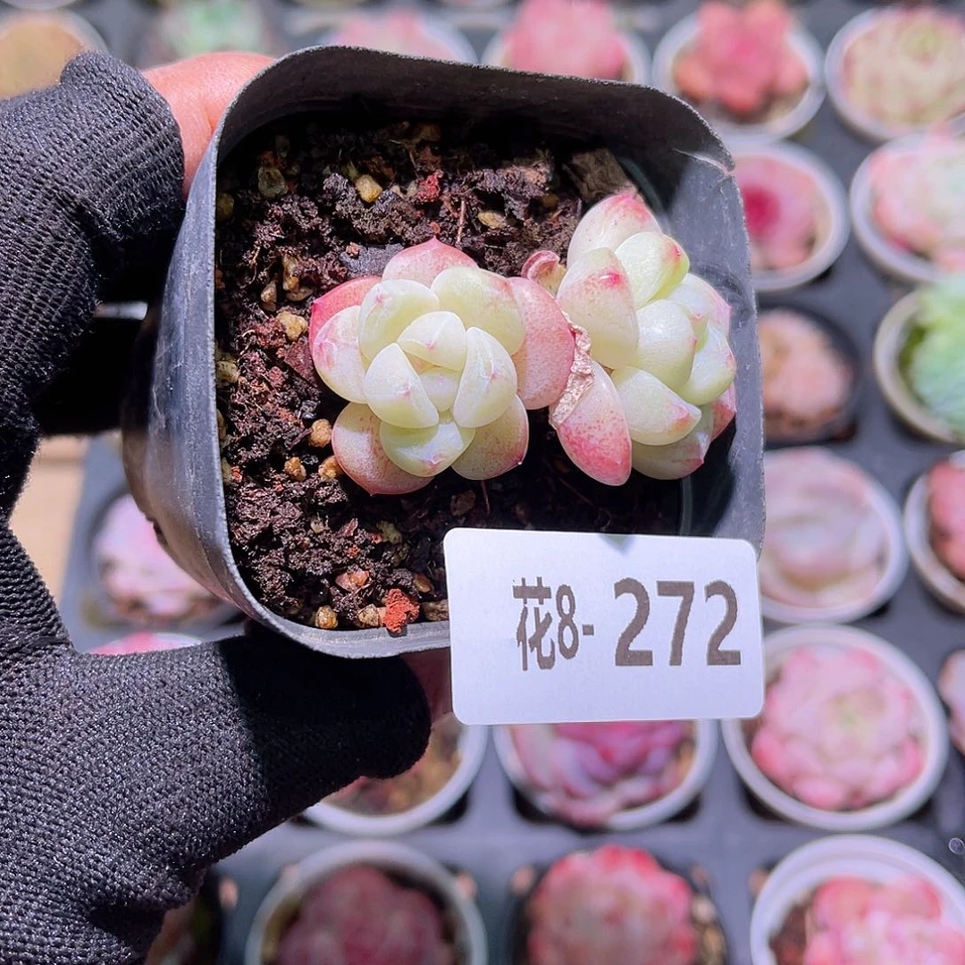 花08-272冰玉双头