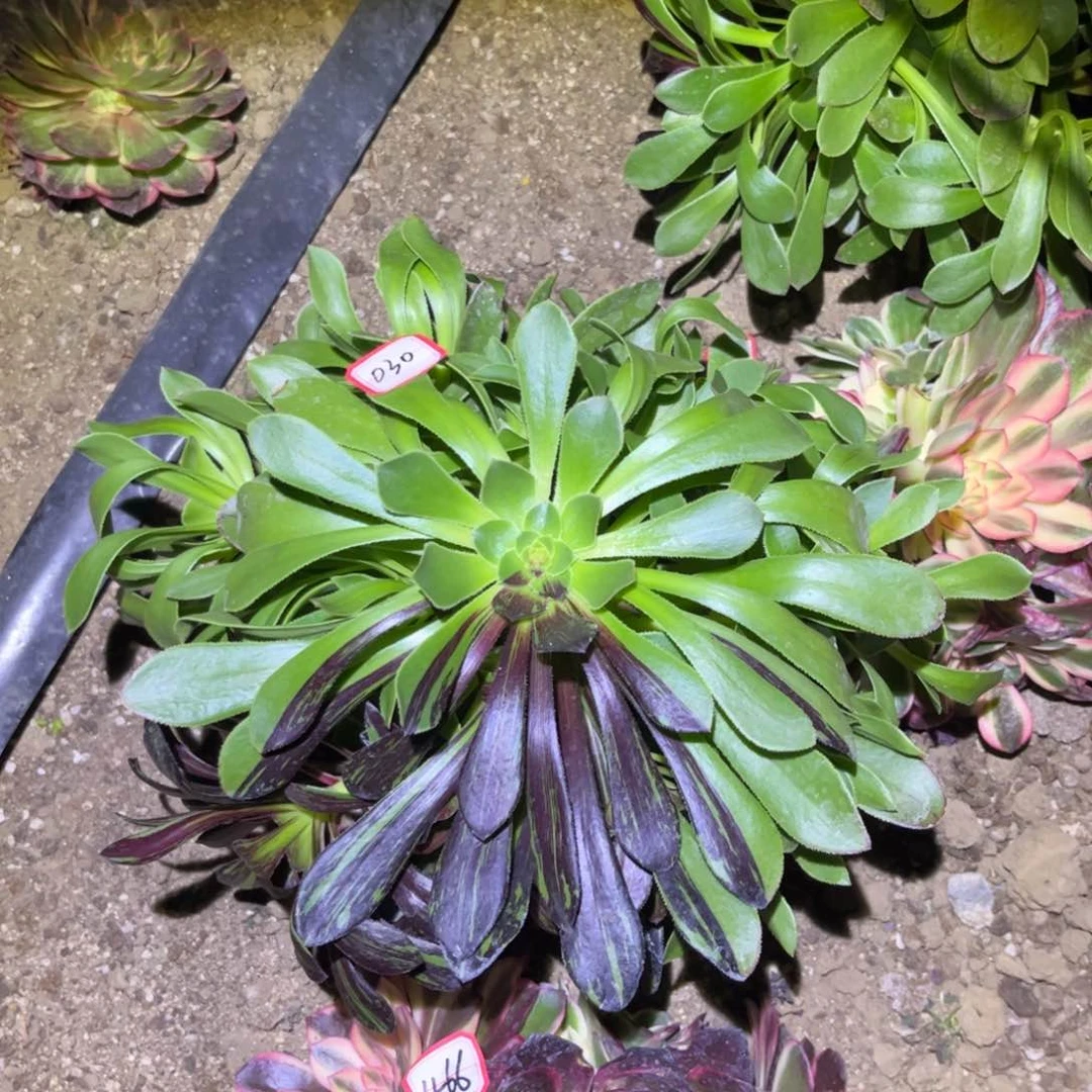 030多肉植物花脸阴阳水墨丹青