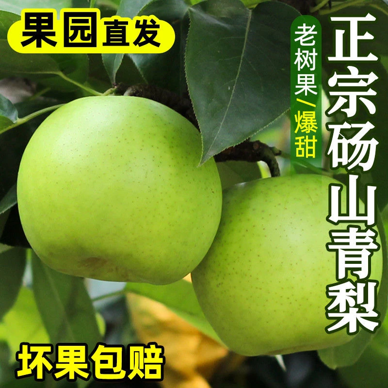 【现摘现发】正宗砀山苏翠一号皇冠梨酥脆新鲜苹果梨翠冠梨脆甜