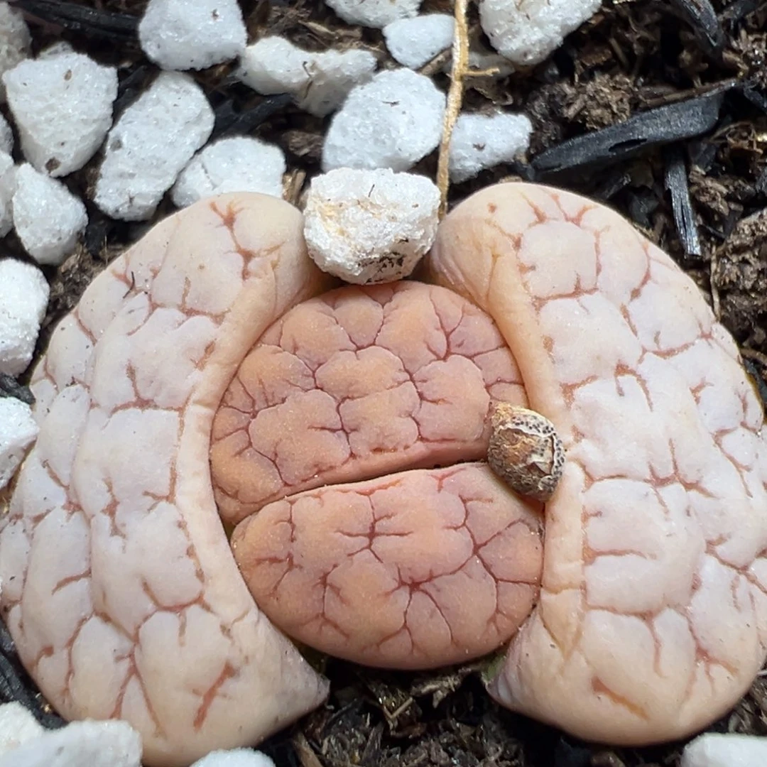 【闪购商品】 454。