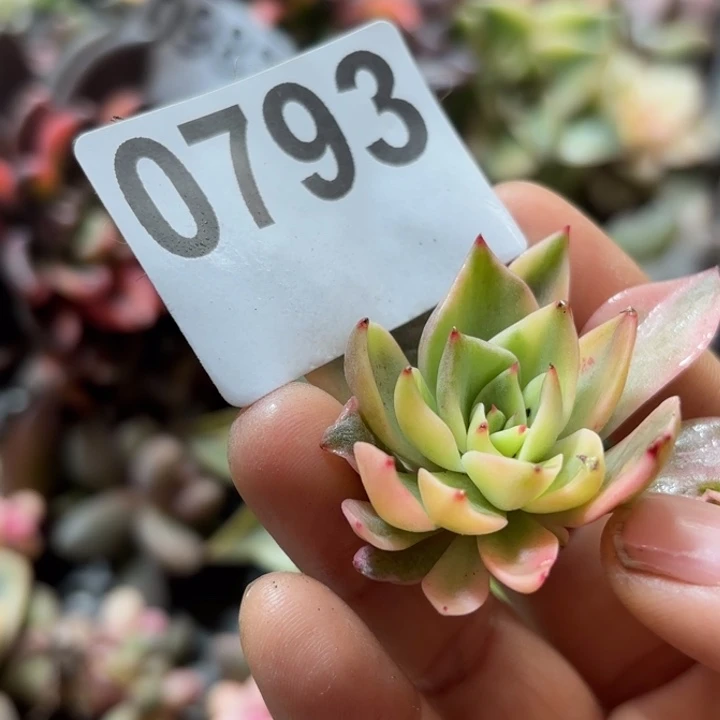 头盖锦无根多肉植物满18包邮当场凑单