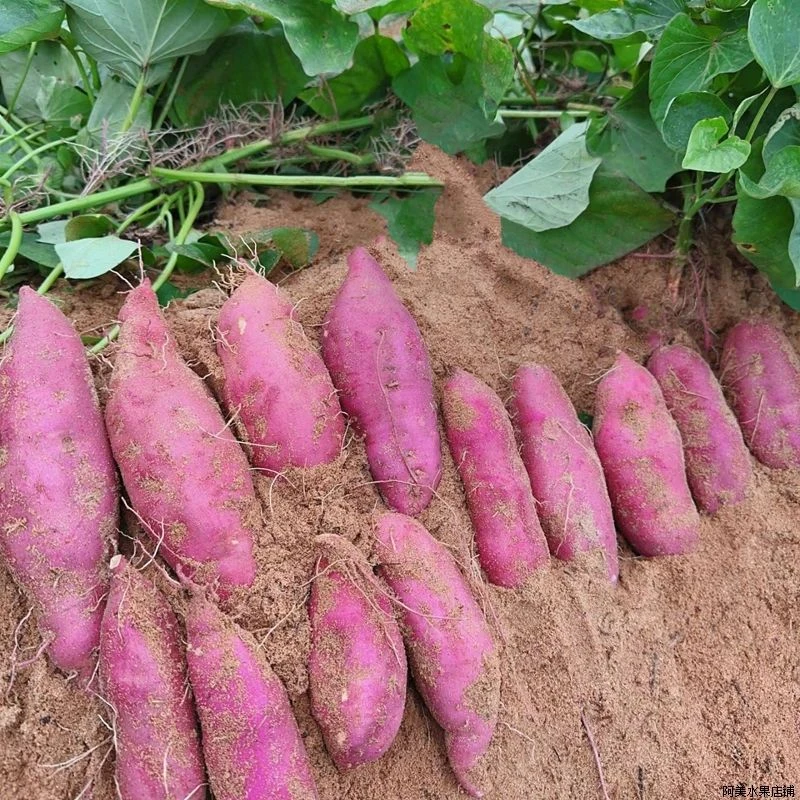 正宗海南澄迈桥头富硒地瓜现发沙地瓜新鲜板栗红薯香甜粉番薯黄心