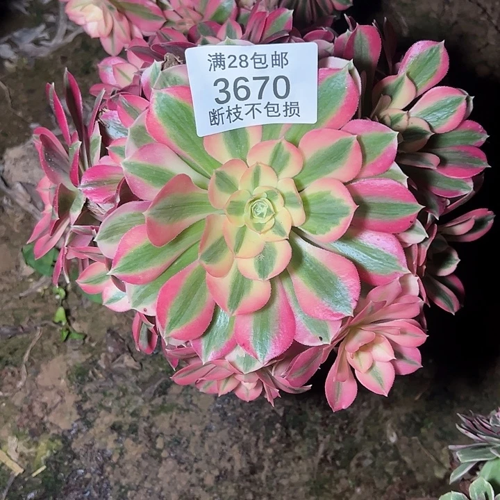 3670粉女巫多肉植物