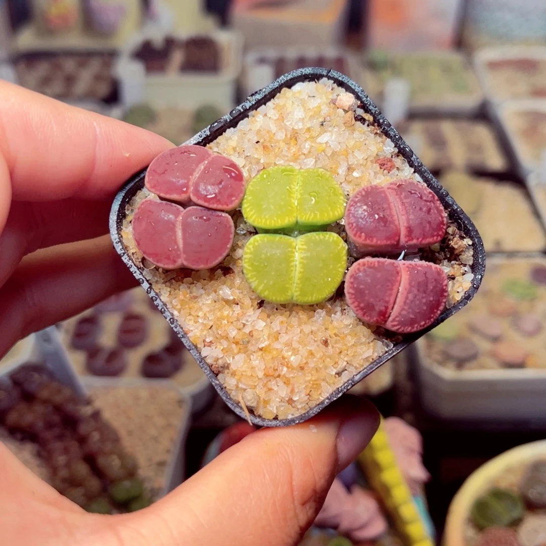 146号带盆奔走发货