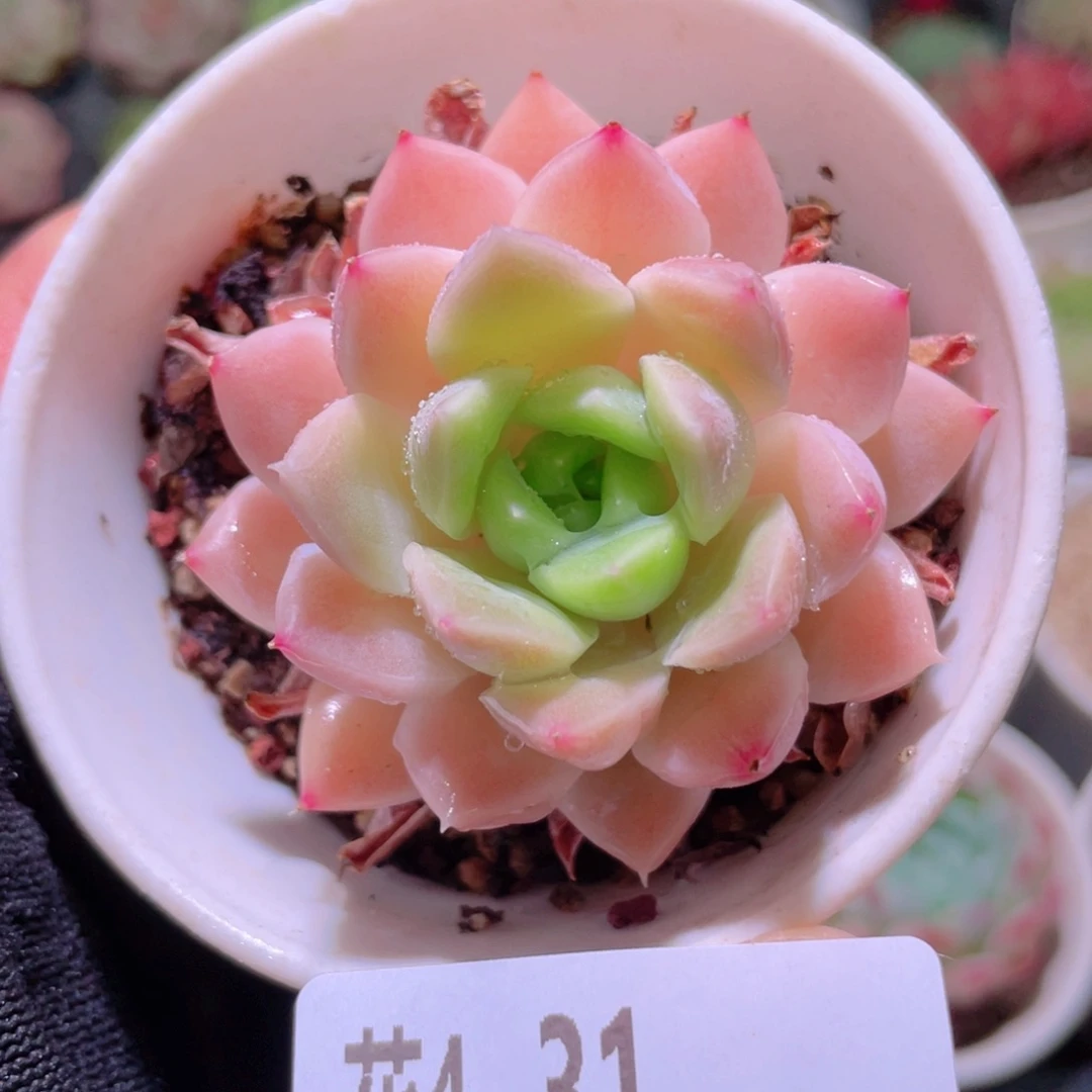 花利美4-31奶油美人