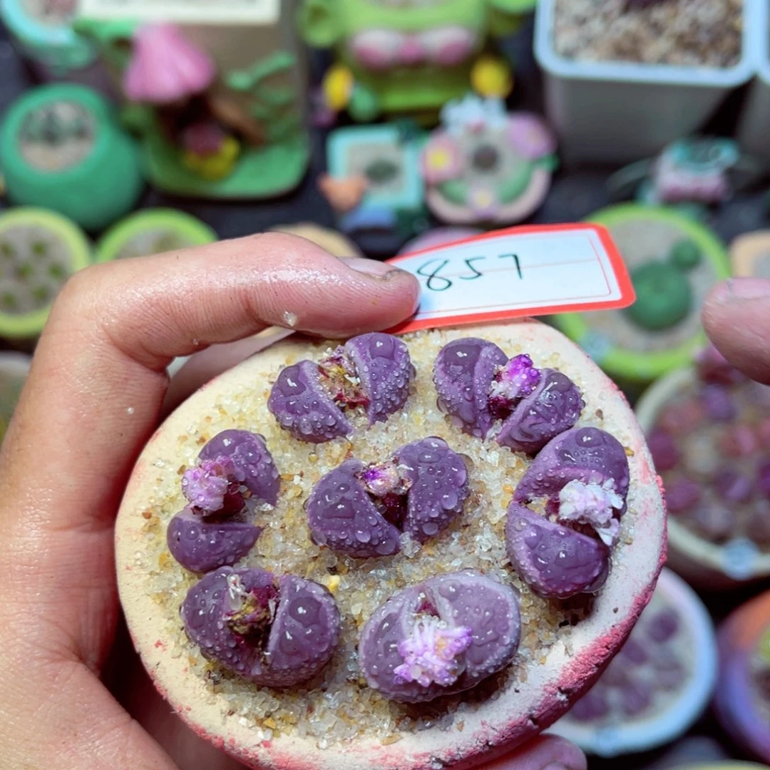 857生石花带盆发