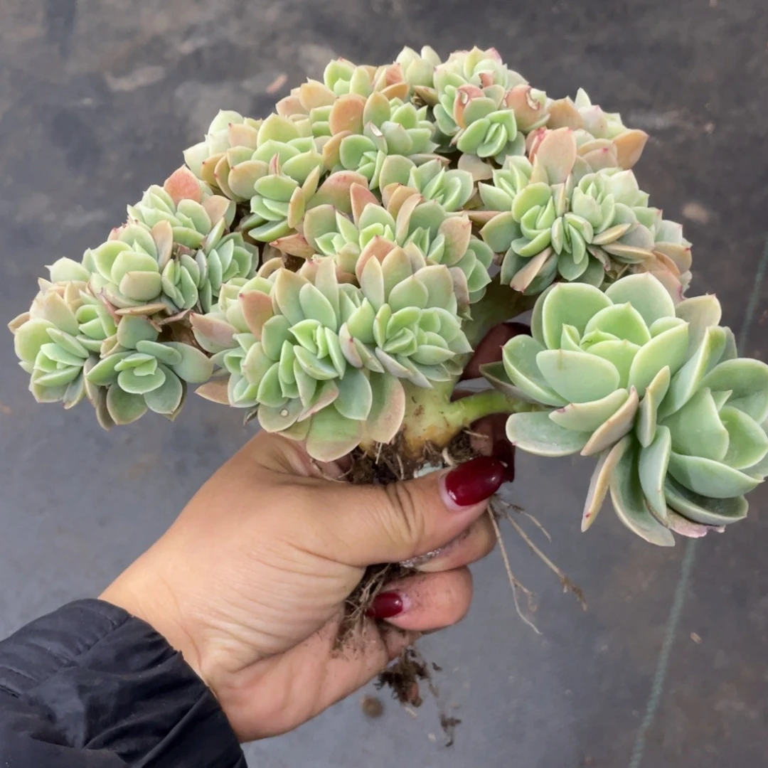 星纳塔缀化满天星小树