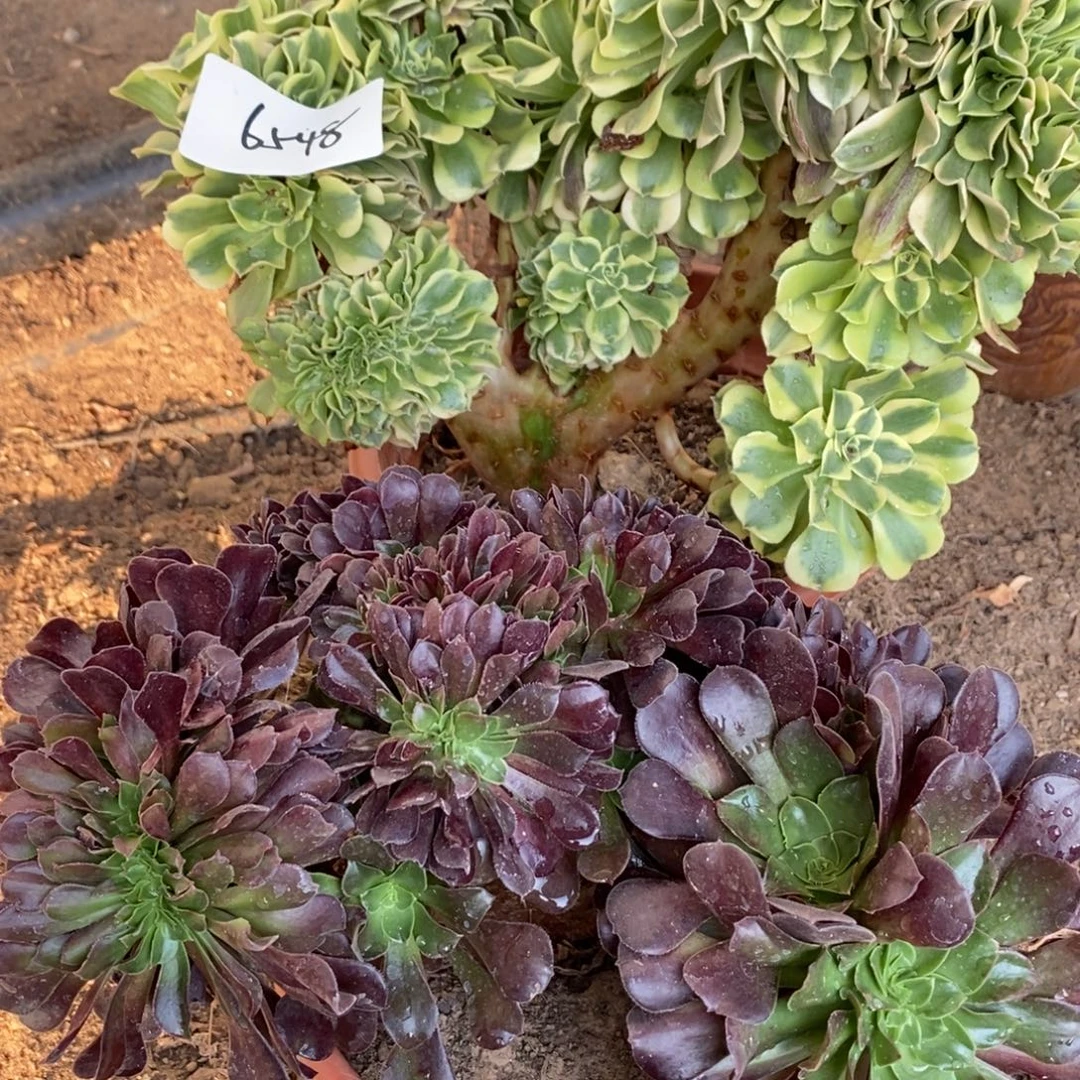 不开花植物6548号绿豆沙➕欧紫缀化1颗