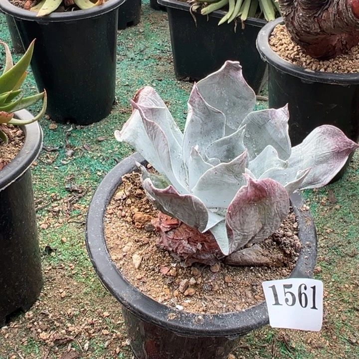 561号雪山多肉植物