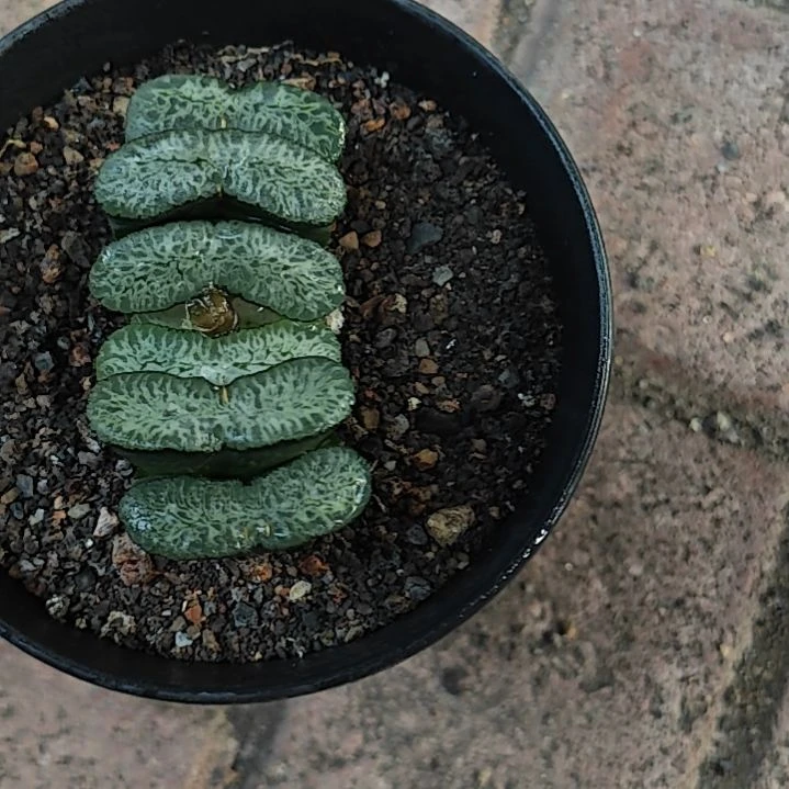 海野变异一颗多肉植物