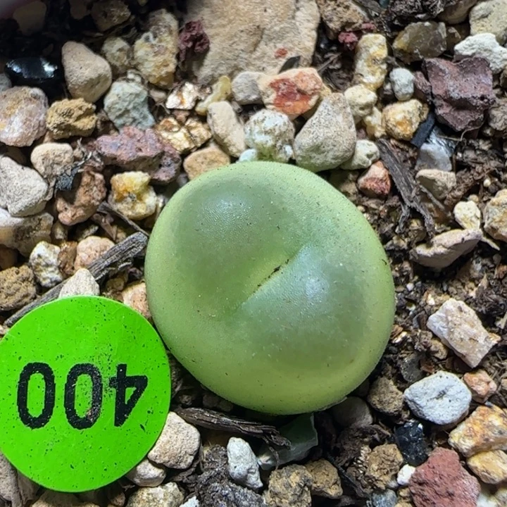 拉登1.4+多肉植物400