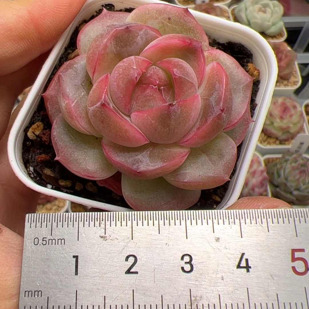 喵**喵136 多肉植物组合盆栽