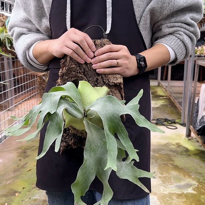 无花朵银华鹿角蕨