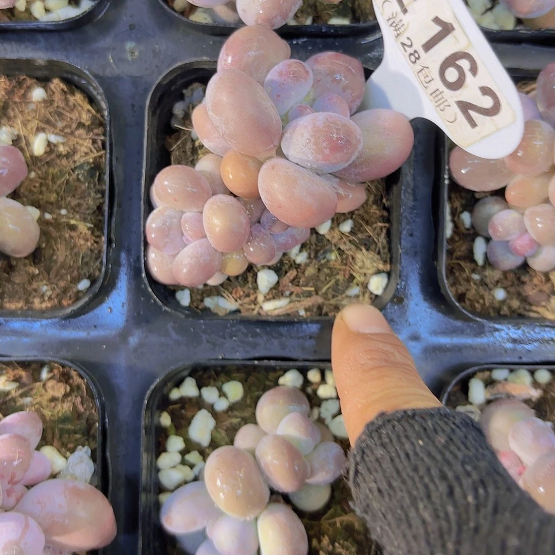 E162达摩奶酪一物语拍