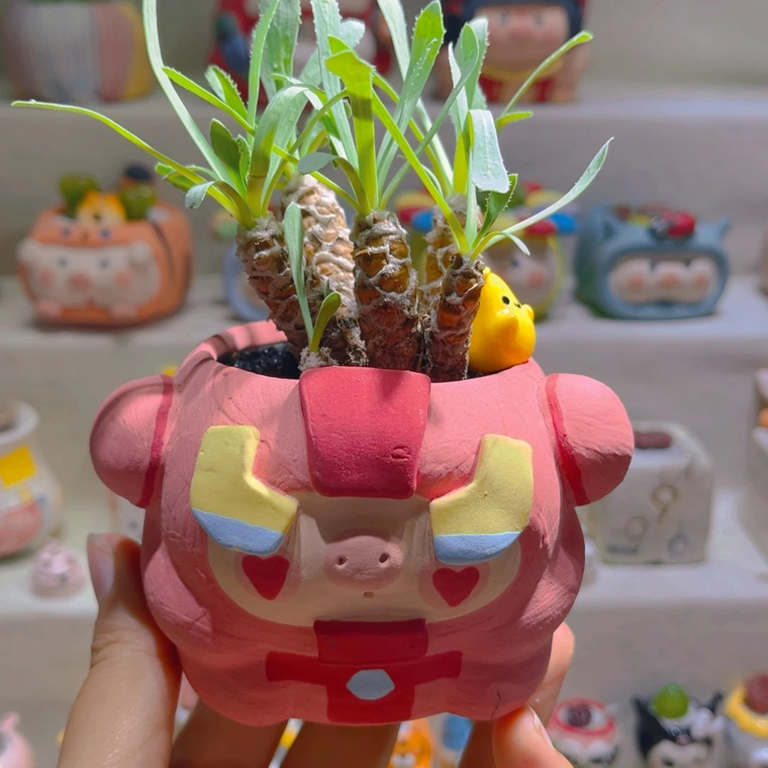 088刨花厚敦菊头带盆土一套128