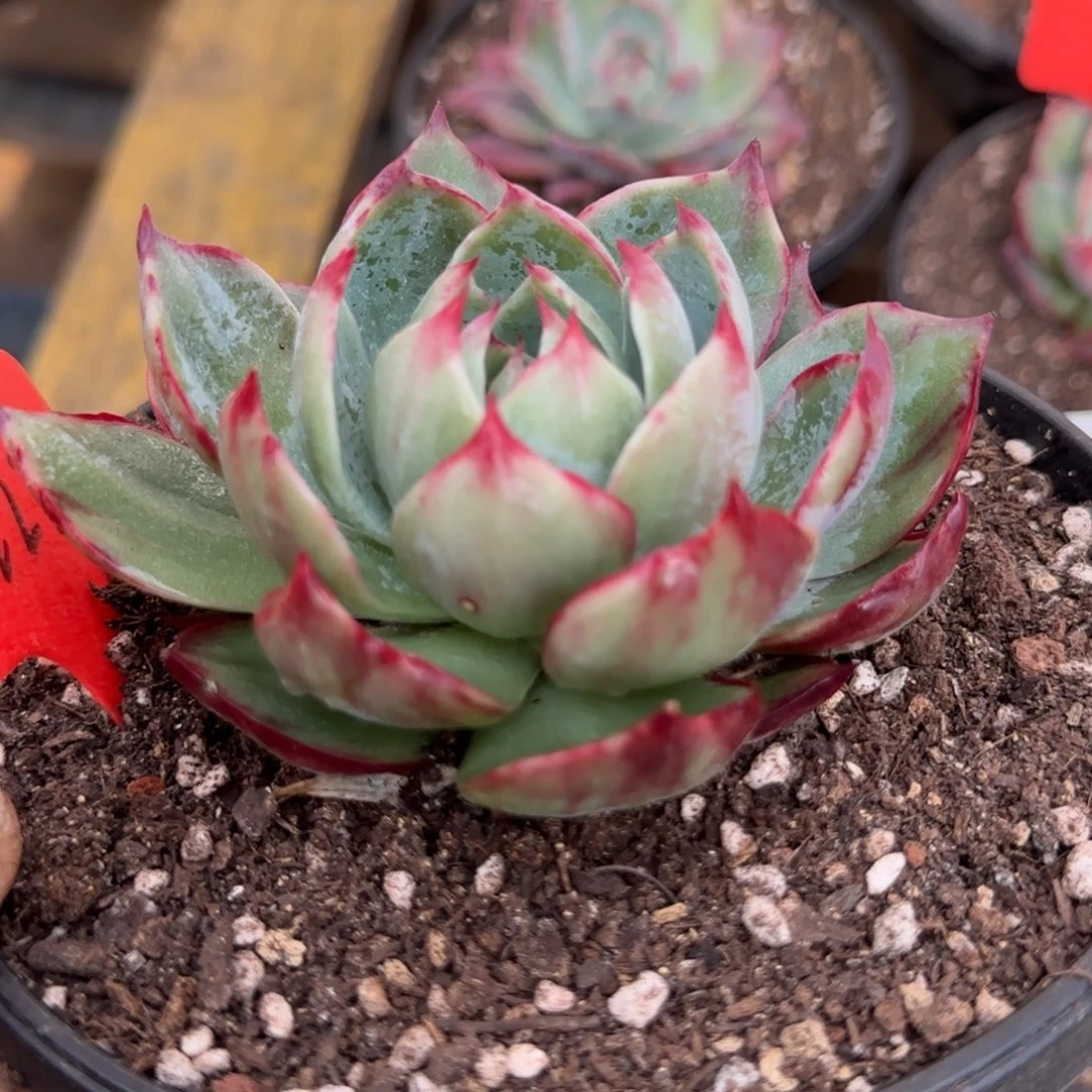 惊鸿一物一拍包装收缩花旱冰222