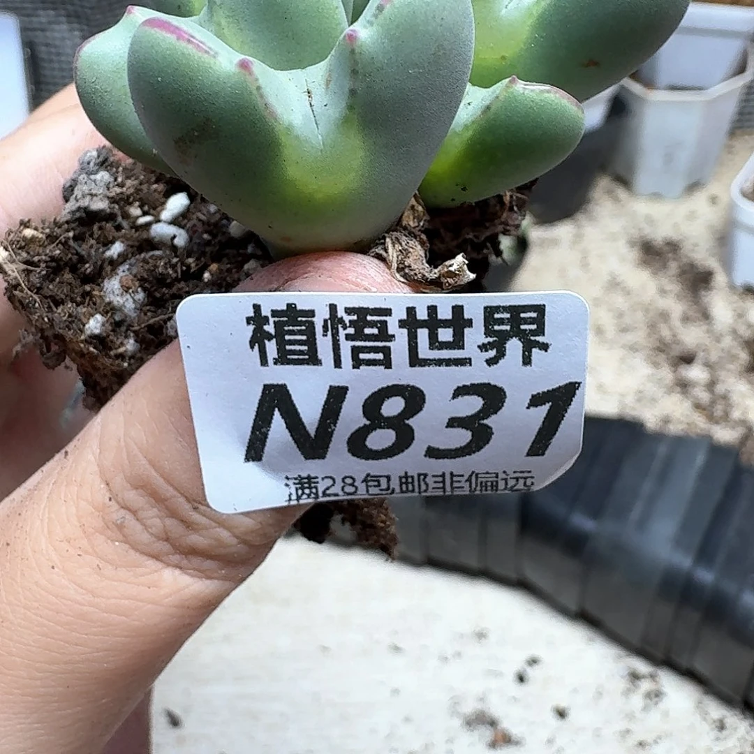 多肉植物的润泽付出
