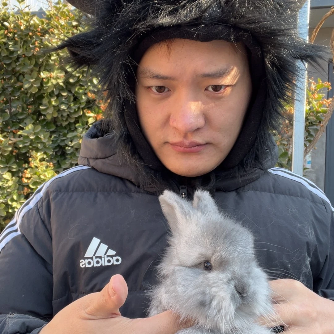 双血统英系安哥拉兔