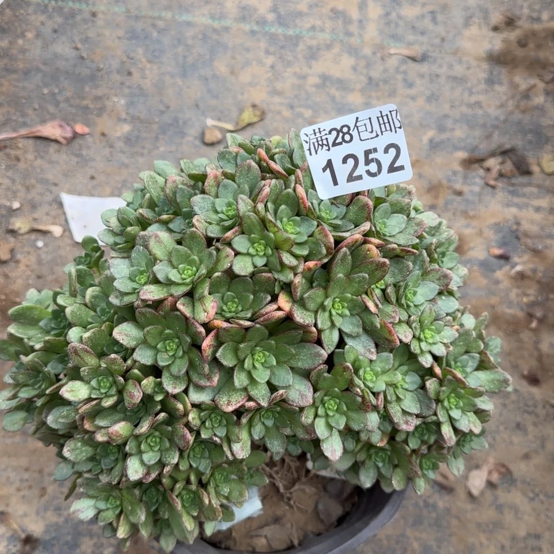 小狐狸多肉1252满28包邮断枝不包