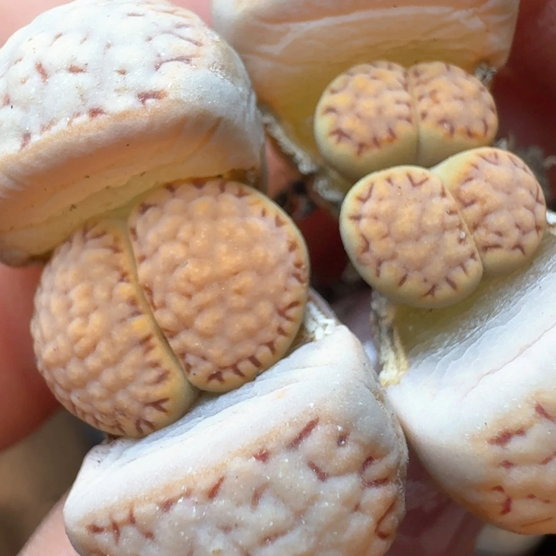 卓*念292两颗00000000000