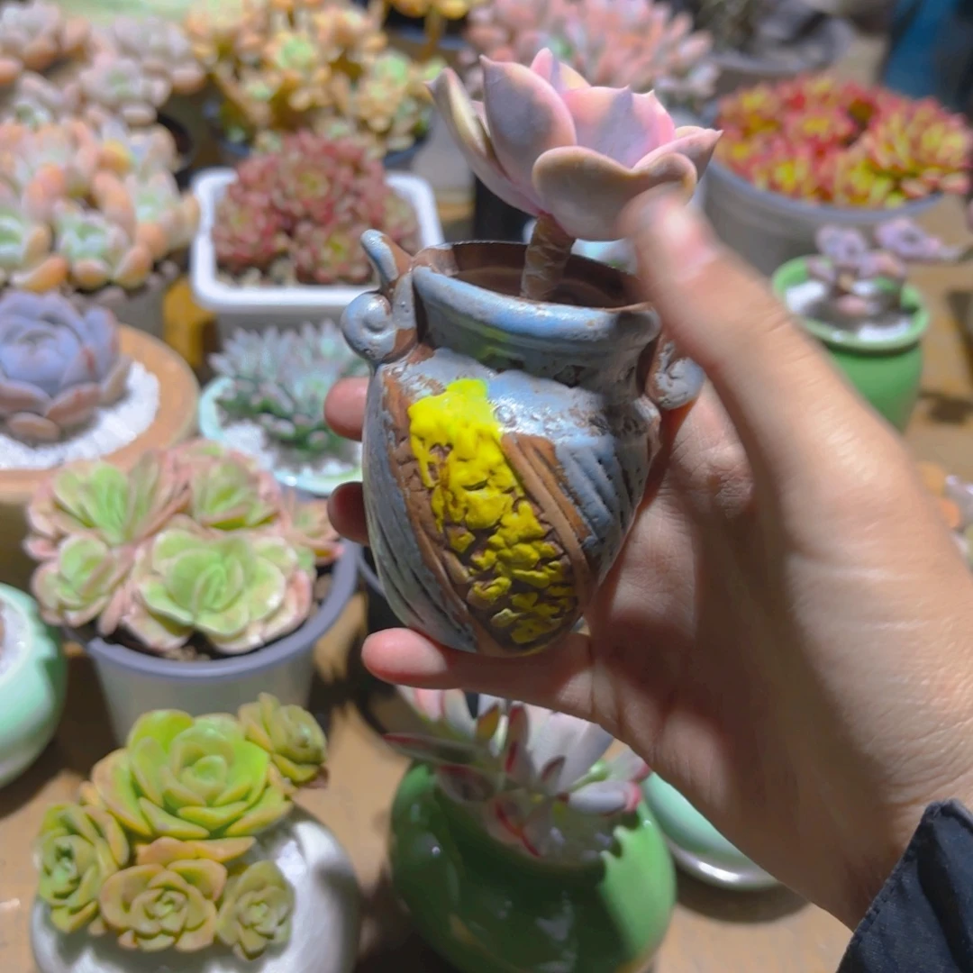 彩虹带盆新疆包邮