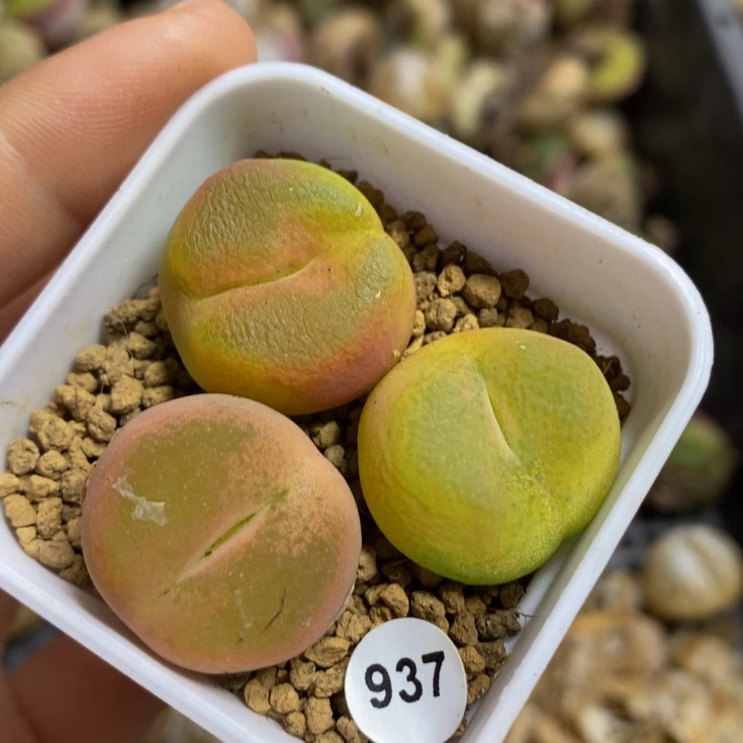 2.2cm多肉植物937