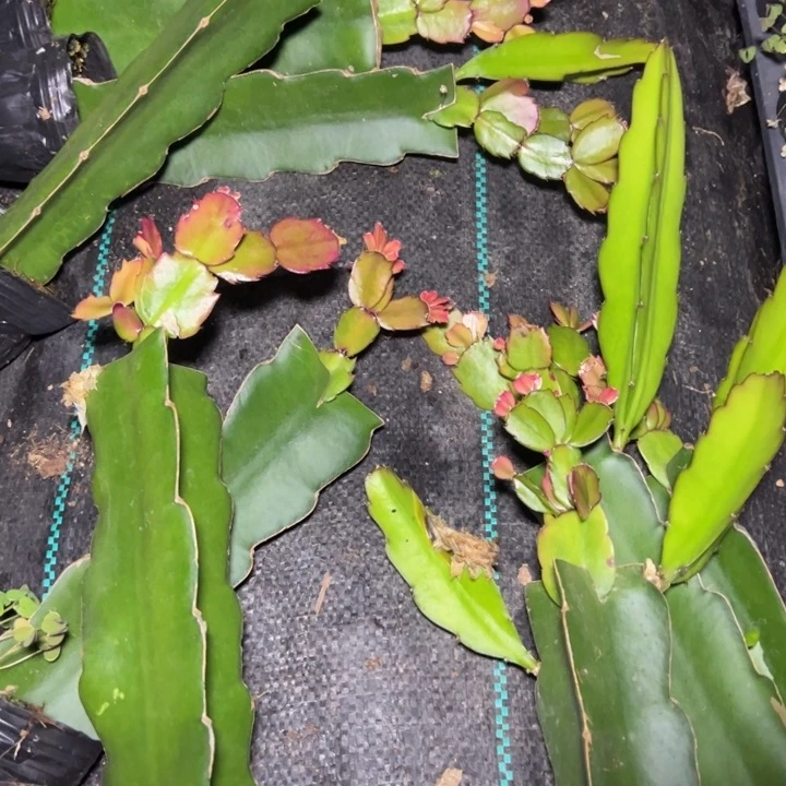 037嫁接小破苗瑕疵一颗无售后20