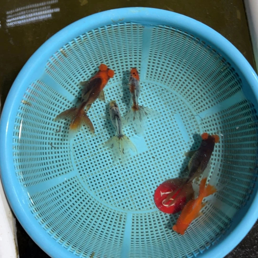 유***다金鱼花凤球2条。一起发