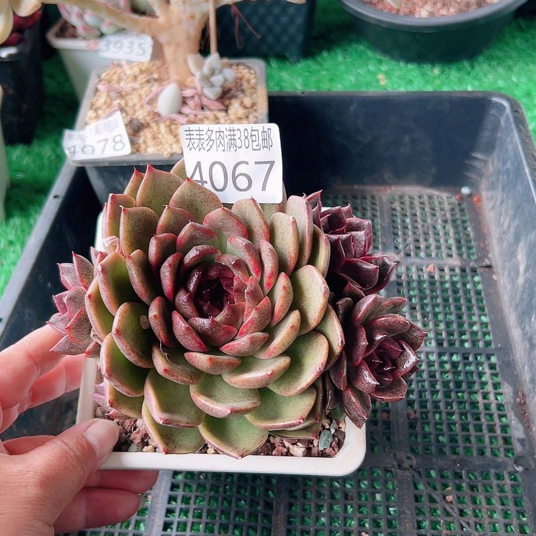 无花朵多肉一物一拍植物4067