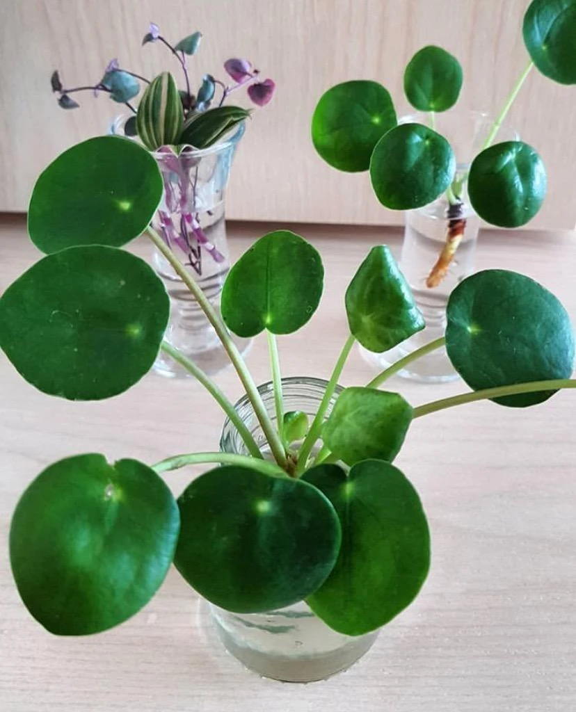 镜面草植物盆栽室内好养绿植可装饰客厅办公室桌面花卉办公桌家庭