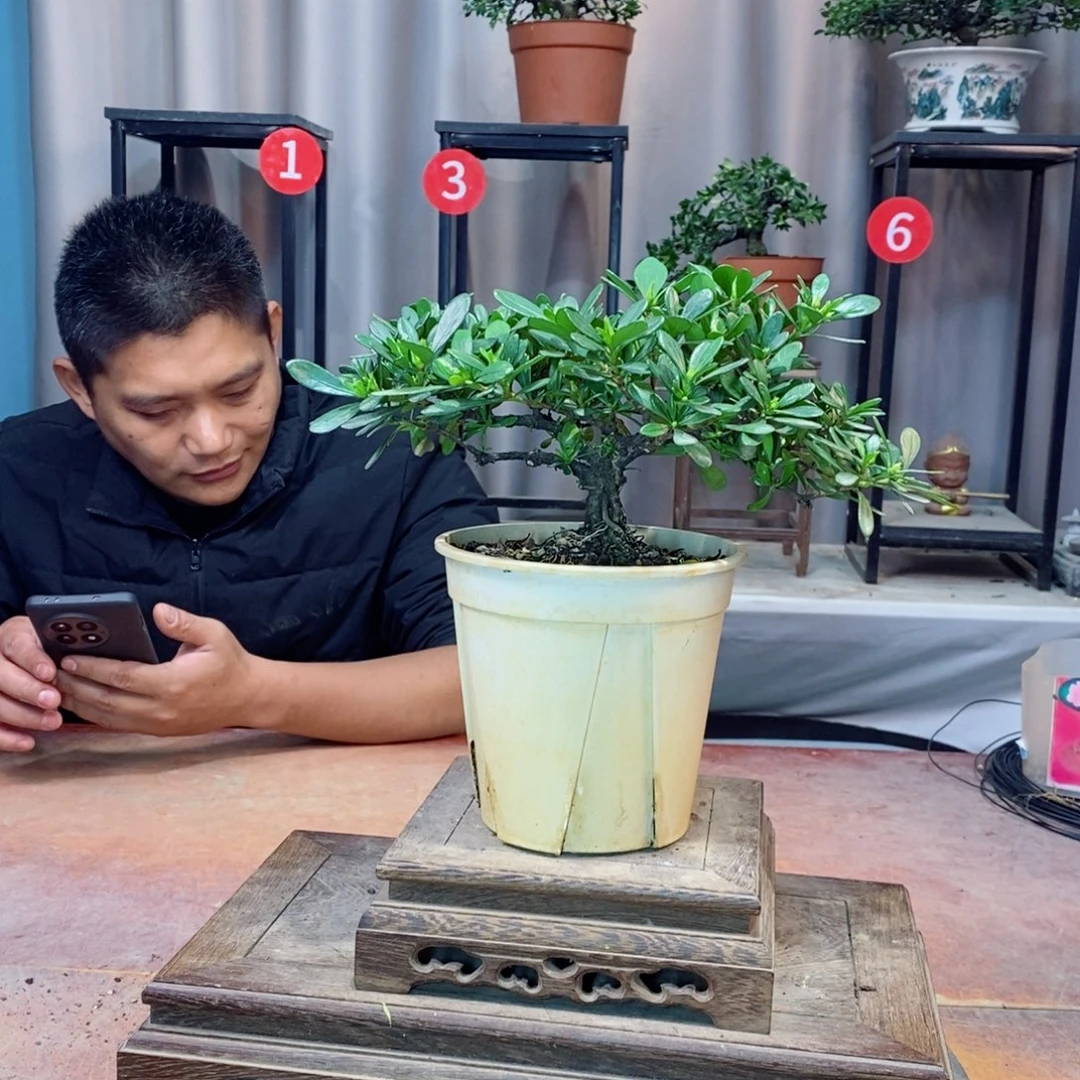 无花朵栀子花开了