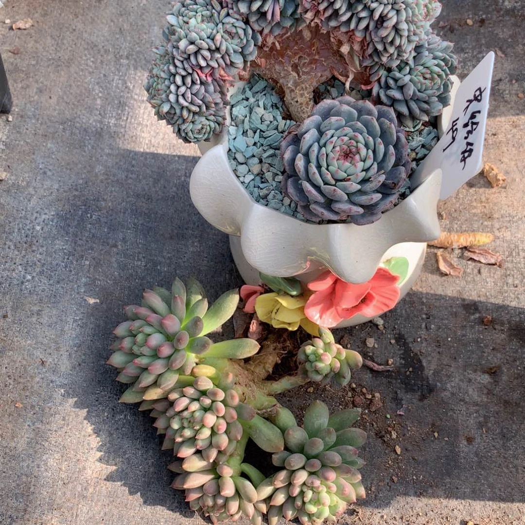 宋***你友家多肉一物一拍