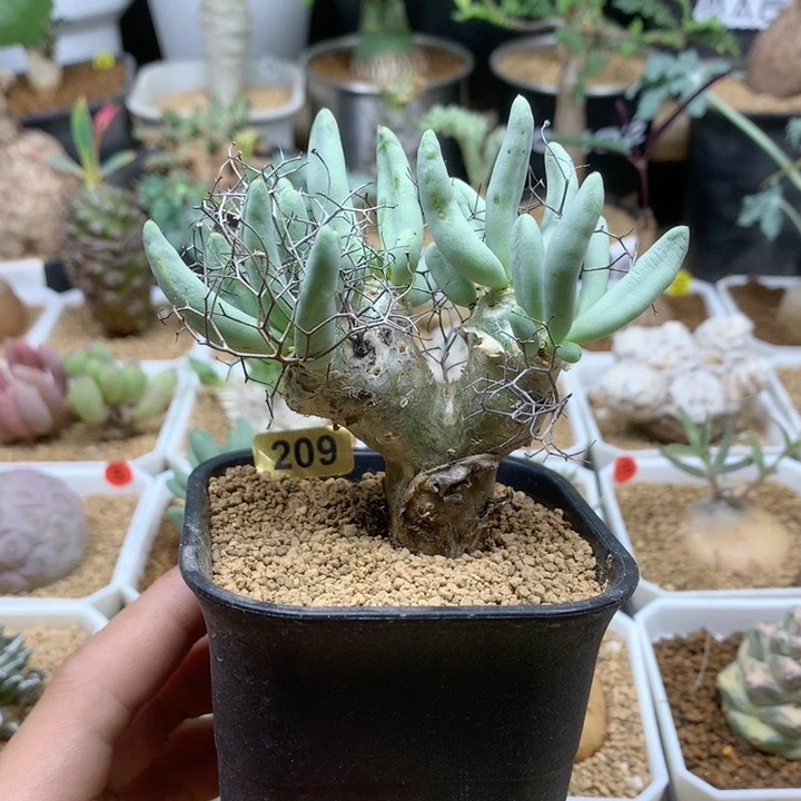 产地钢丝球万物想带盆