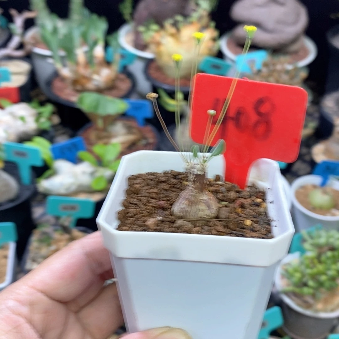 嗯特美厚炖菊多肉植物