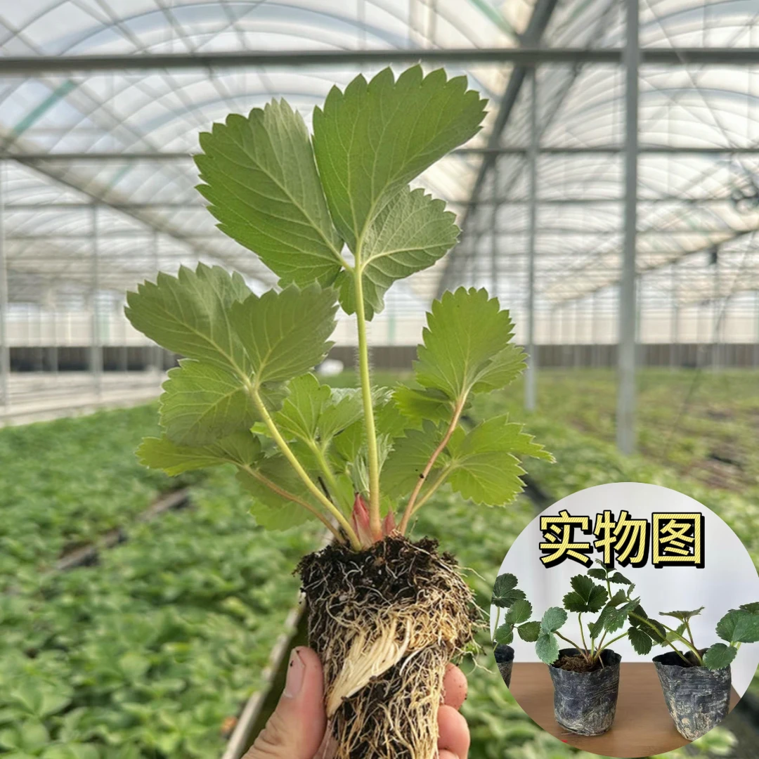 草莓苗盆栽四季结果奶油草莓种苗精品穴盘草莓盆栽红颜丹东四季