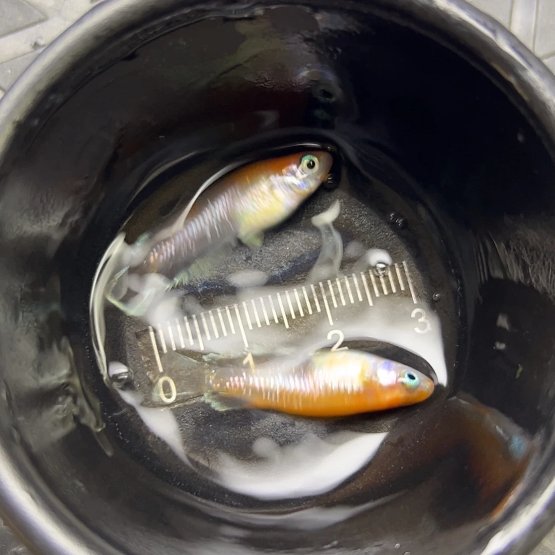 青鳉鱼20.