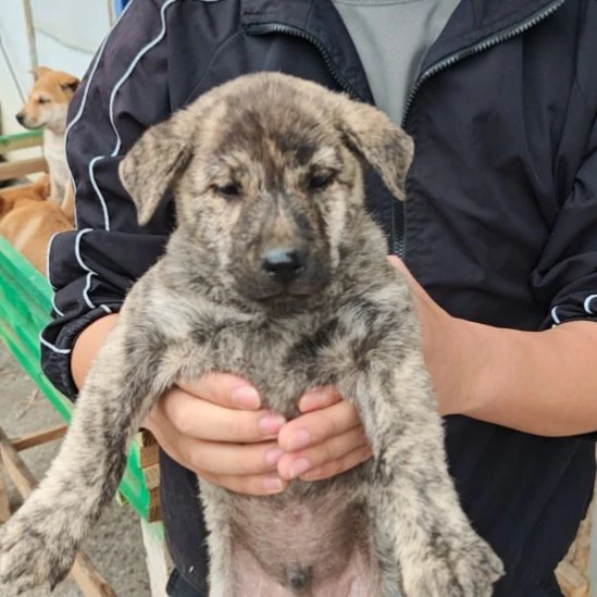 广西中华田园犬虎斑