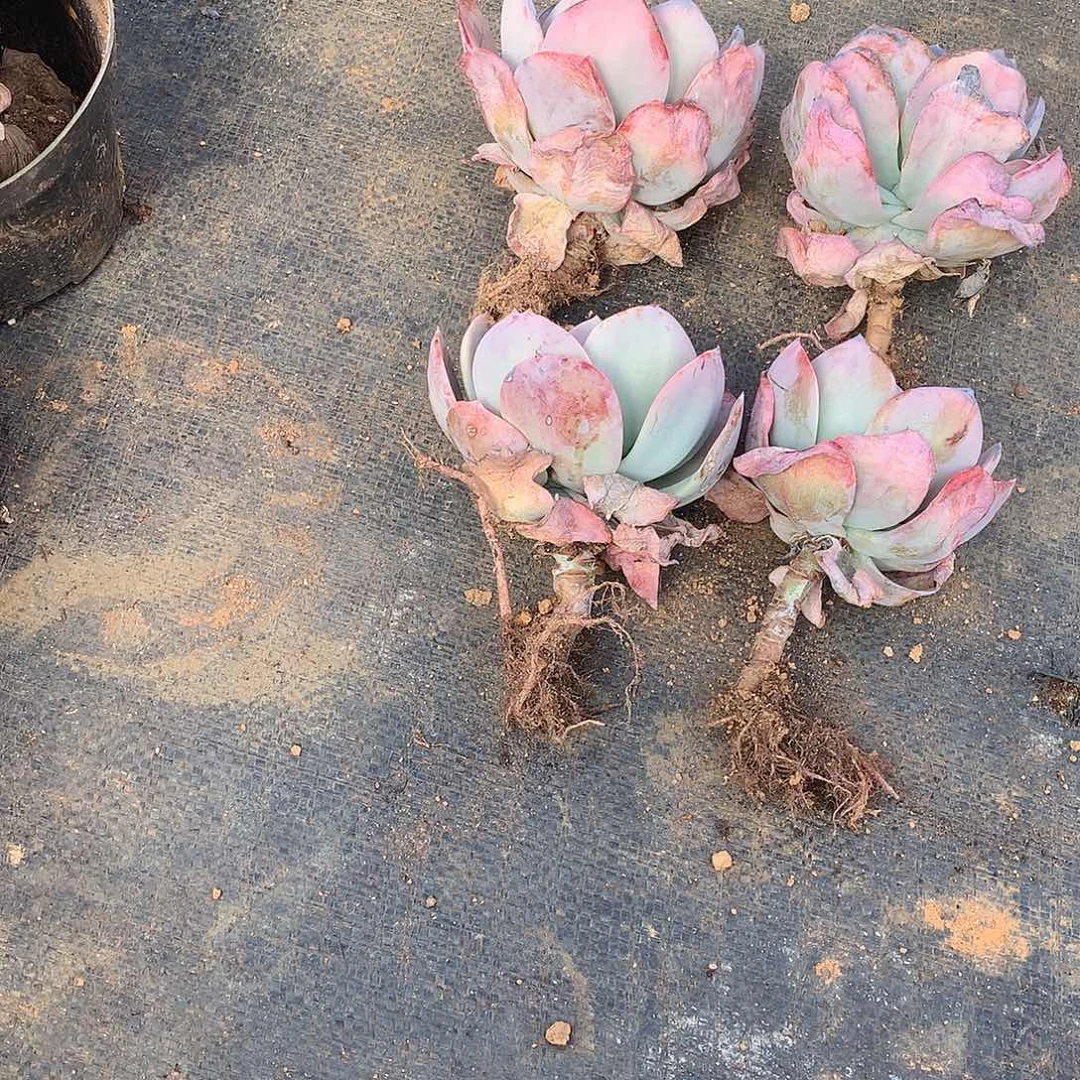 地栽雪凤9.9米 四颗 微瑕 年底福利