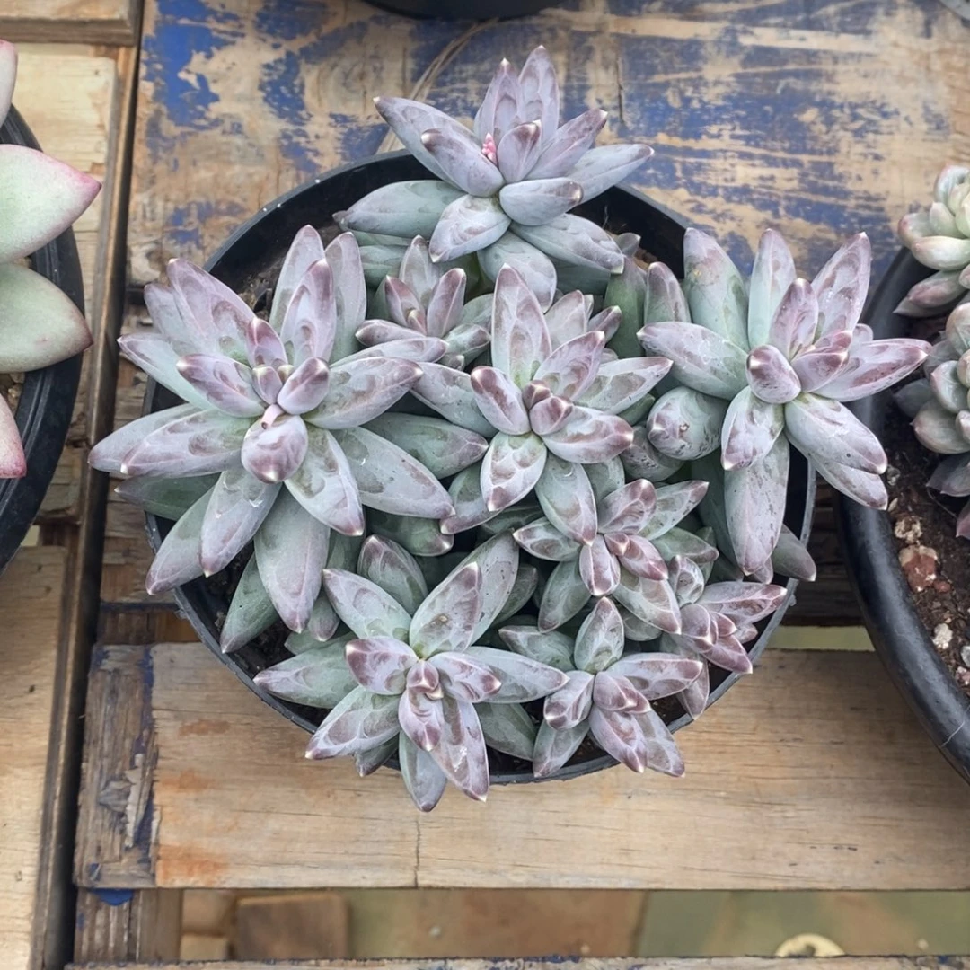 多肉植物一物一拍