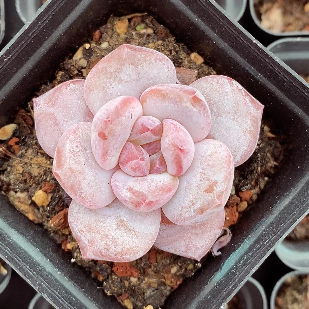 冰糖橙5-6cm多肉植物