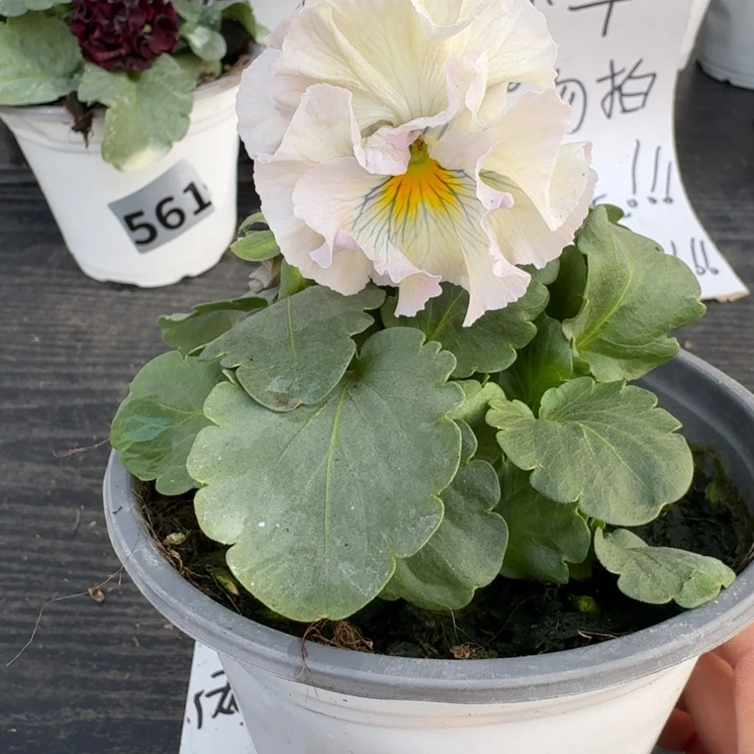 全部花朵854号木村