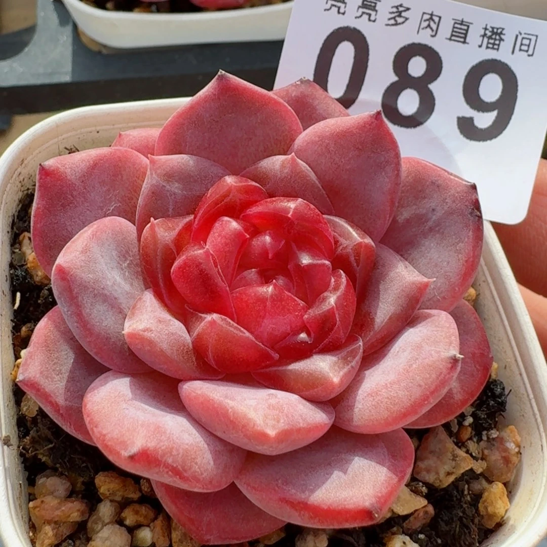 灯芯琥珀      愿你一路坦途，乘风破浪展宏图